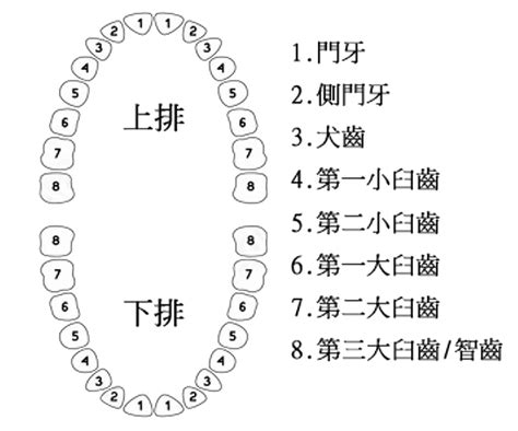 牙齒代表什麼